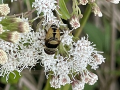 Palpada pusilla