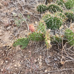 Opuntia macrorhiza