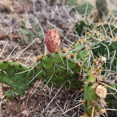 Opuntia macrorhiza