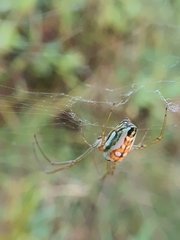 Leucauge festiva
