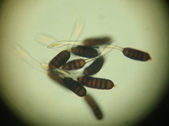 Phragmidium bulbosum