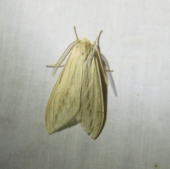 Leucanopsis perdentata