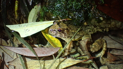 Quasipaa exilispinosa