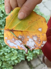 Erysiphe liriodendri