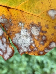 Erysiphe liriodendri