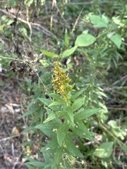 Solidago rugosa
