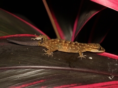 Cyrtodactylus marmoratus