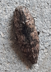 Dicerca obscura