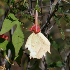 Abaeis mexicana