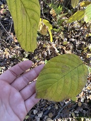 Frangula alnus