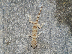 Tenuidactylus caspius