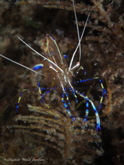 Ancylomenes pedersoni