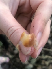 Gliophorus psittacinus