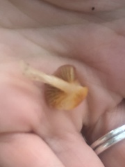 Gliophorus psittacinus