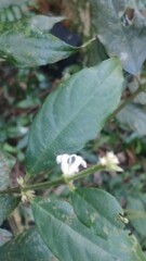 Lasianthus