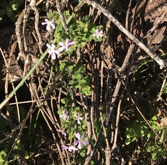 Chaenostoma hispidum