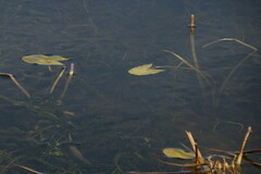 Sagittaria natans