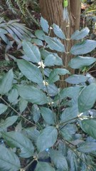 Lasianthus
