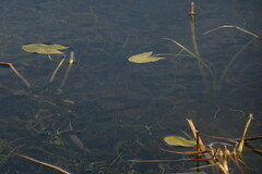 Sagittaria natans