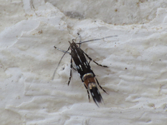 Cosmopterix pulchrimella