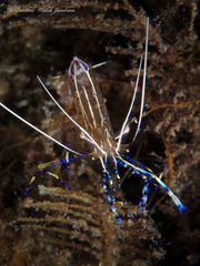 Ancylomenes pedersoni