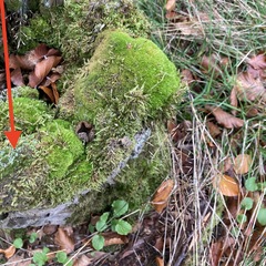 Cladonia digitata