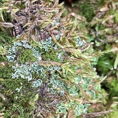 Cladonia digitata