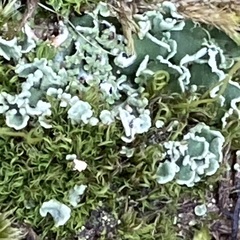 Cladonia digitata