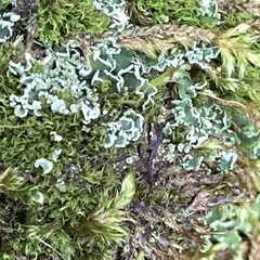 Cladonia digitata