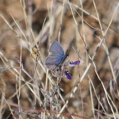 Hemiargus ceraunus