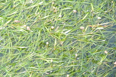 Potamogeton berchtoldii