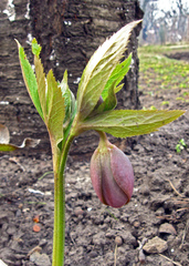 Helleborus purpurascens