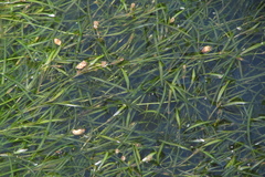 Potamogeton berchtoldii