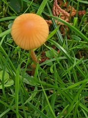 Galerina graminea
