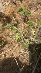 Verbena lasiostachys