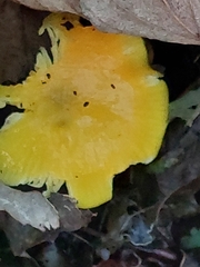 Hygrocybe acutoconica
