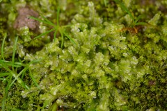 Lophocolea semiteres