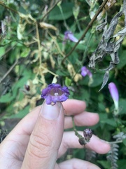 Strobilanthes atropurpurea