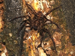 Heteropoda tetrica