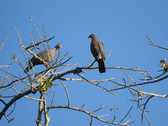 Patagioenas flavirostris