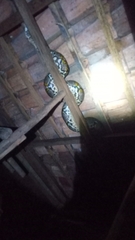 Malayopython reticulatus