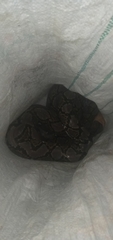 Malayopython reticulatus