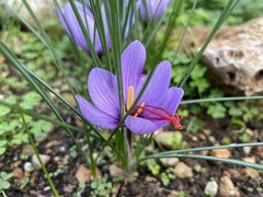 Crocus sativus
