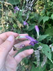 Strobilanthes atropurpurea