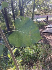 Pemphigus obesinymphae