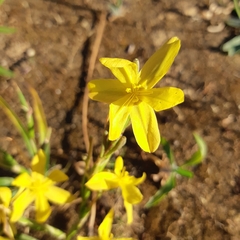 Moraea