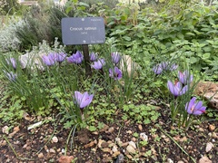 Crocus sativus