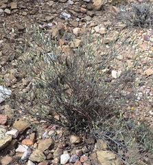 Pteronia membranacea