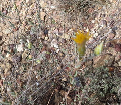 Pteronia membranacea