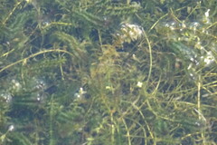 Elodea canadensis